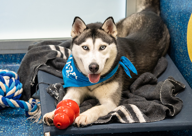 Dog lying on dog bed with Kong toy.